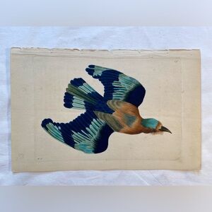 Antique Bird Print RARE,‎ hand colored engraving on paper, 6” x 9”, 1800